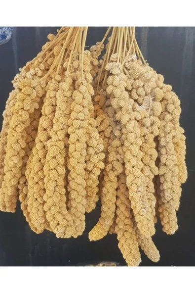 Vitaking Kuşlar İçin Doğal Sarı Dal Darı 100 gr - Resim 2