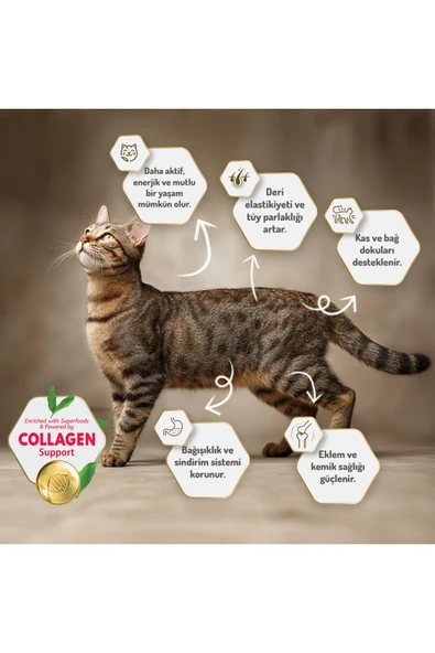 Felicia Kitten Tavuk Etli 2 kg Yavru Kedi Maması - Resim 6