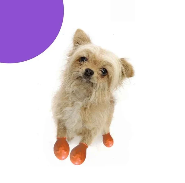 Alphadog Walkies Galoş Patik Turuncu XXSmall ürün görseli 1