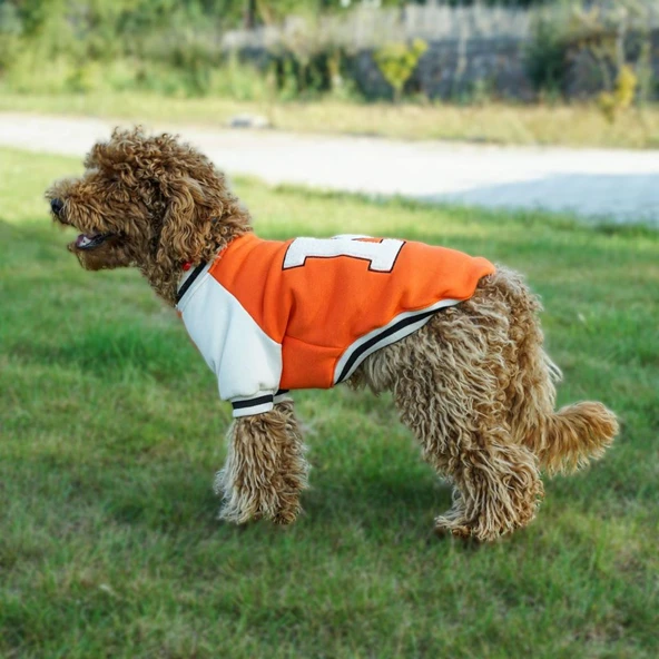 Kuccu Kuccu Kolej Köpek Sweatshirt Turuncu XLarge ürün görseli 1