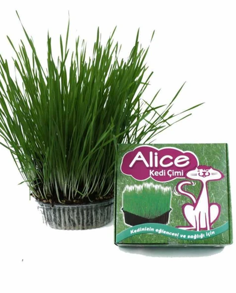 Alice Sindirimi Rahatlatıcı Kedi Çimi ürün görseli 1
