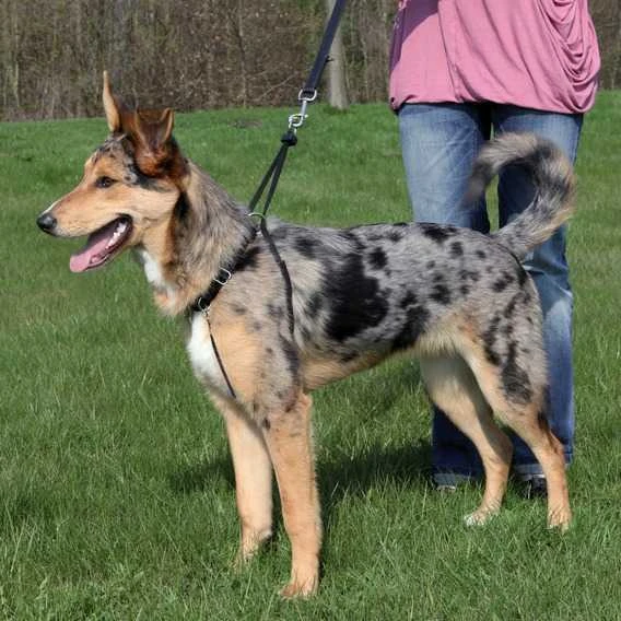 Trixie Köpek Yürüme Eğitim Tasması Small 27–36 Cm ürün görseli 1