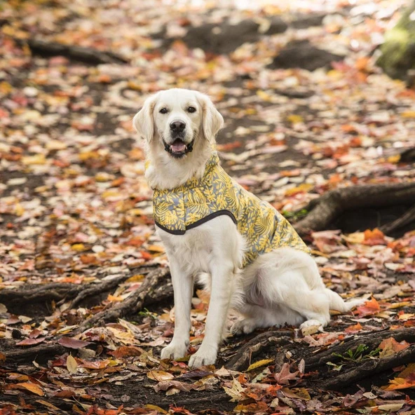 GF PET Çift Taraflı Köpek Yağmurluğu Sarı XSmall - Resim 4