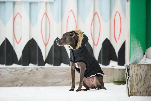 GF PET Urban Parka Köpek Montu Siyah Large - Resim 4