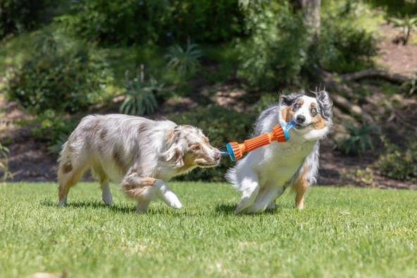 Chuckit! Rugged Bumper Ekstra Dayanıklı Köpek Oyuncağı Küçük Boy 30X11X7 Cm - Resim 3