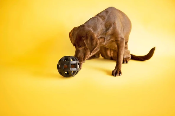 JW Hol-ee Roller Ultra Dayanıklı Köpek Oyun Topu 15 Cm - Resim 4