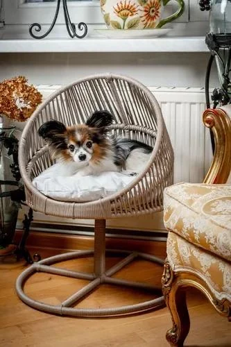 Lepus lüxperi Galaxi Model Mix Kedi Yatağı ürün görseli 1