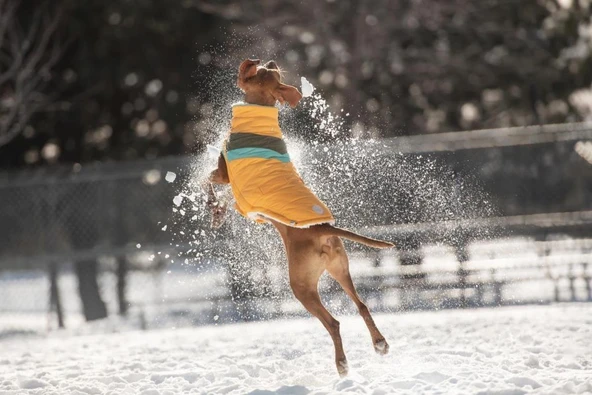 GF PET Alpine Puffer Köpek Montu Sarı XXSmall - Resim 3