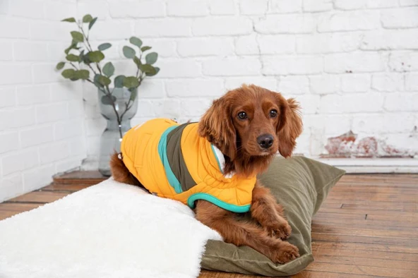 GF PET Alpine Puffer Köpek Montu Sarı XXSmall - Resim 2