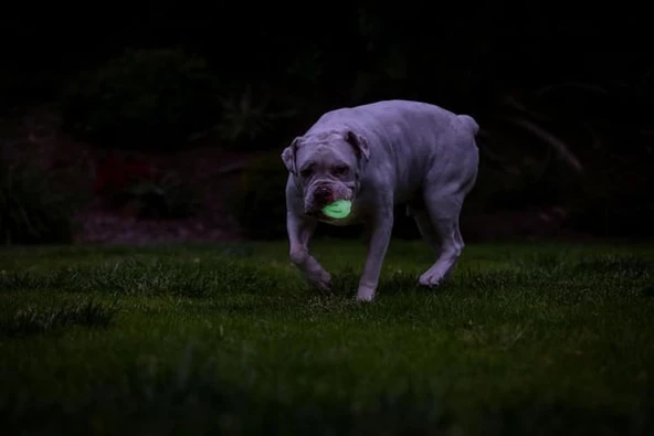 Chuckit! Max Glow Air Fetch Gece Parlayan 2 Li Köpek Oyun Topu Küçük Boy 5 Cm - Resim 3