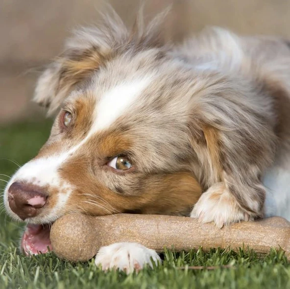 BarkBone Dinosaur Bacon Aromalı Bitmeyen Köpek Çiğneme Kemiği Küçük Boy 16.5 Cm - Resim 3