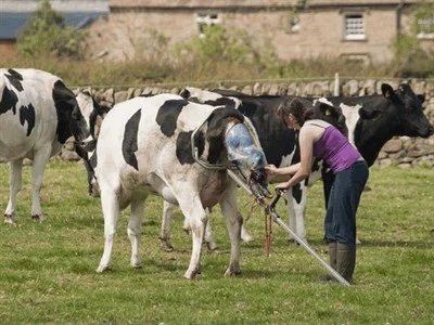 Kerbl HK 2020 Büyükbaş Mekanizmalı Doğum Krikosu - Resim 9