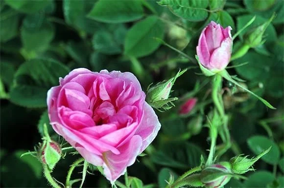 Yediveren Kokulu Isparta Gül Fidanı Reçellik 10-20 cm ürün görseli 1