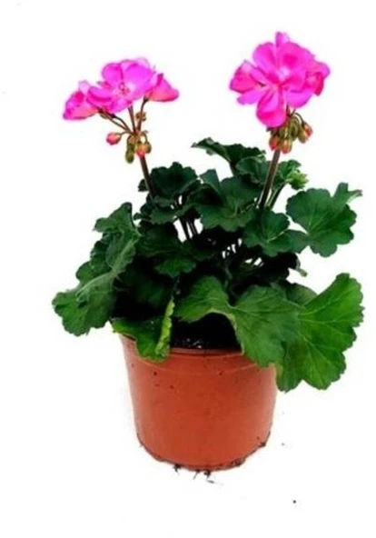 Hürrem Sultan Açık Pembe Sardunya Çiçeği Fidanı 10-20 cm - Resim 2