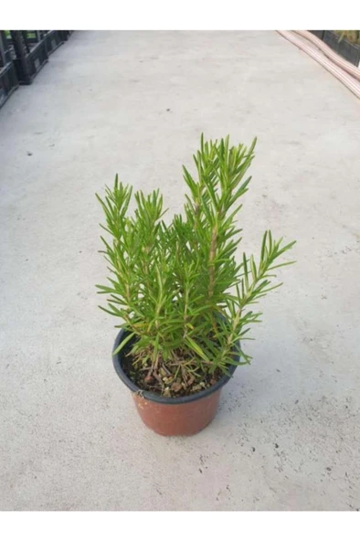 Rosmarinus Officinalis Biberiye Fidanı 10-20 cm - Resim 2