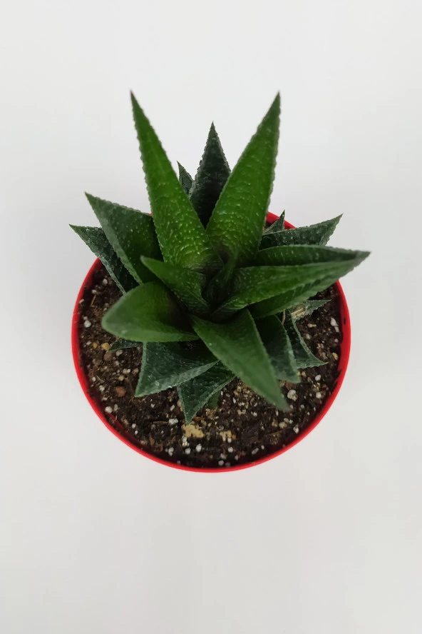 Haworthia Limifolia Sukulent 8.5 cm Kırmızı Saksıda Büyük Boy - Resim 2