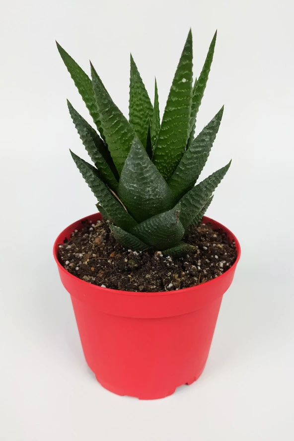 Haworthia Limifolia Sukulent 8.5 cm Kırmızı Saksıda Büyük Boy - Resim 3