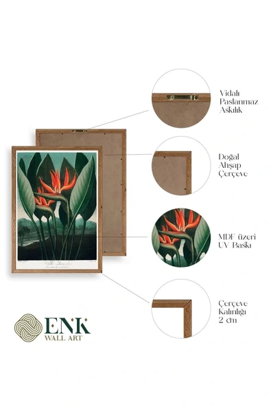 The Queen Plant Ahşap Çerçeveli Tablo 50 x 70 - Resim 4