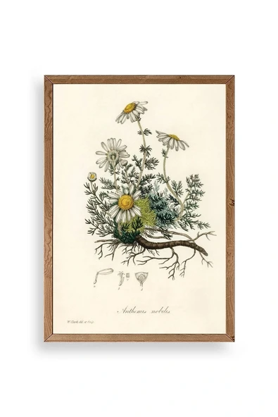 Papatya Ahşap Çerçeveli Tablo 50 x 70 ürün görseli 1