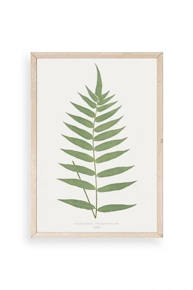 Polypodium Franxinifolium Ahşap Çerçeveli Tablo 30 x 42 ürün görseli 1