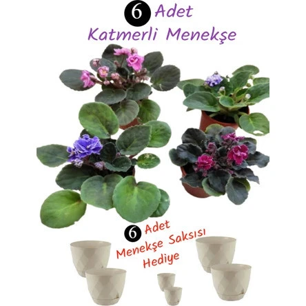 6 Adet Katmerli Menekşe Çiçeği (6 Adet Saksı Hediyeli) ürün görseli 1
