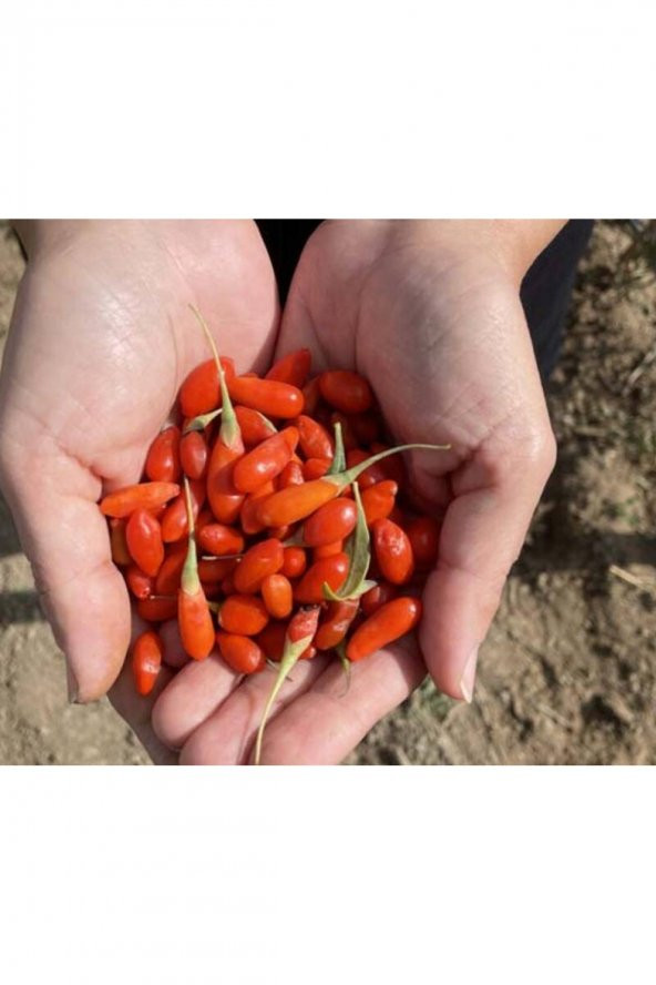 GOJİ BERRY FİDANI ( KURT ÜZÜMÜ ) TÜPLÜ 20 30 CM BOY