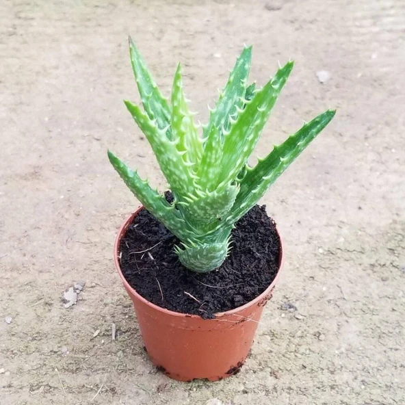 PTTAVM: Minyatr Aloevera, 5.5 Cm Saksda