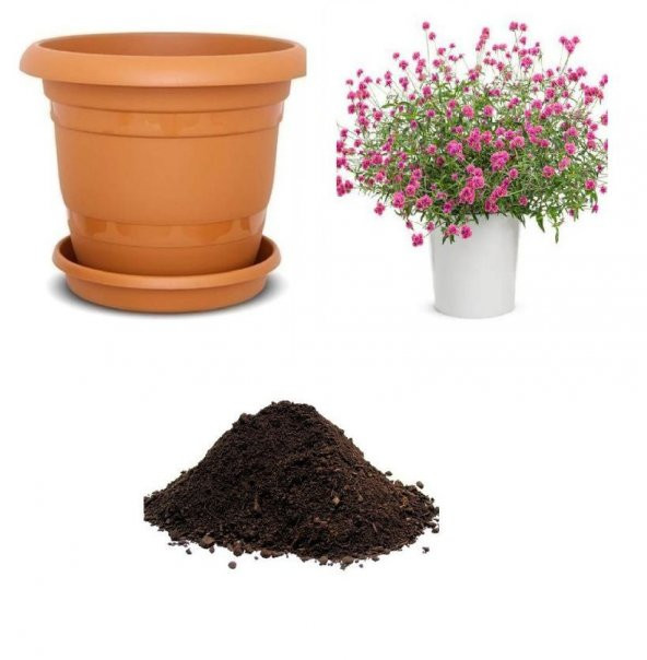 Hanım Düğmesi Çiçeği Tohumu Ekim Seti