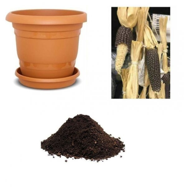 Nadir İthal Mor Parmak Mısır Tohumu Ekim Seti