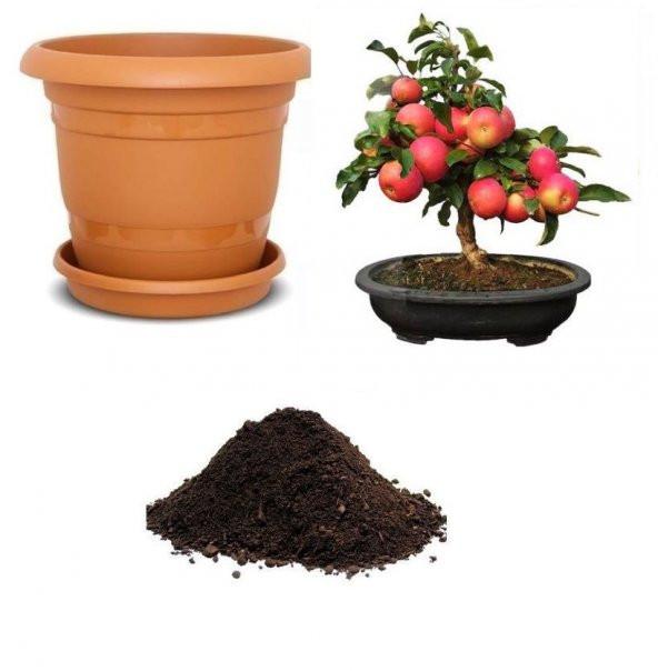 Elma Bonsai Ağacı Tohumu Ekim Seti