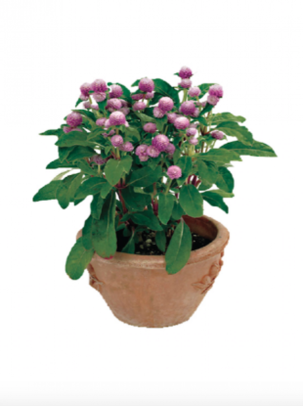 Hanım Düğmesi Çiçeği Tohumu Ekim Seti - 2