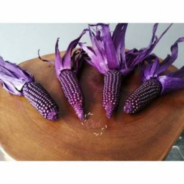 Nadir İthal Mor Parmak Mısır Tohumu Ekim Seti - 2