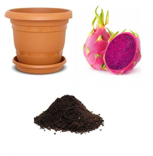 Tropikal Kırmızı Ejder Meyvesi Tohumu Ekim Seti