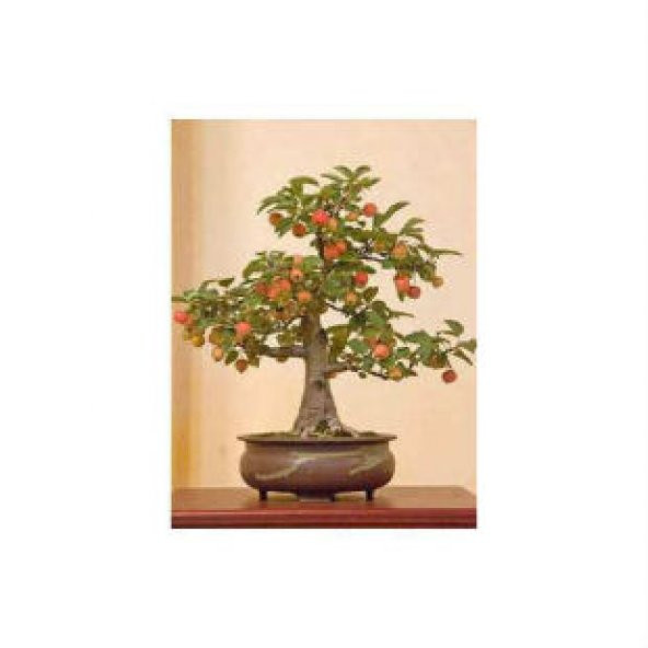 Elma Bonsai Ağacı Tohumu Ekim Seti - Resim 3