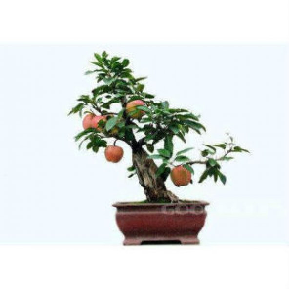 Elma Bonsai Ağacı Tohumu Ekim Seti - Resim 5