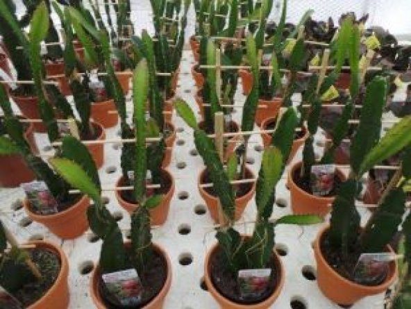 Tropikal Kırmızı Ejder Meyvesi Tohumu Ekim Seti - 4