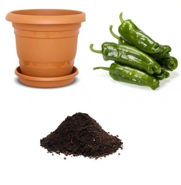 Meşhur Mazamort Biber Tohumu Ekimi Seti