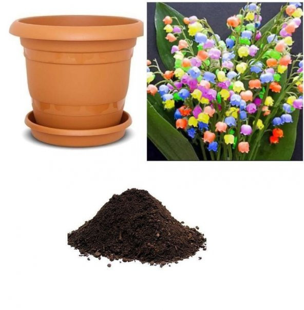 Çok Nadir Çan Orkide Çiçeği Tohumu Ekim Seti ürün görseli