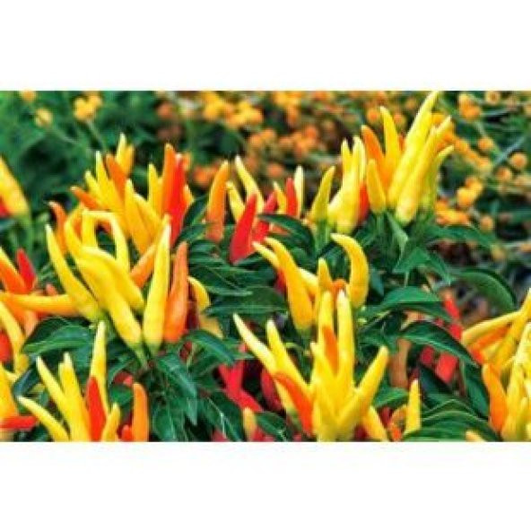 Acı Yayla Biberi Tohumu Ekim Seti - 3