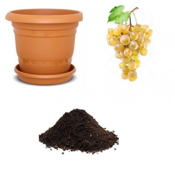Sarı Golden Üzüm Tohumu Ekim Seti