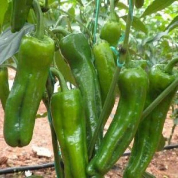 Meşhur Mazamort Biber Tohumu Ekimi Seti - 5