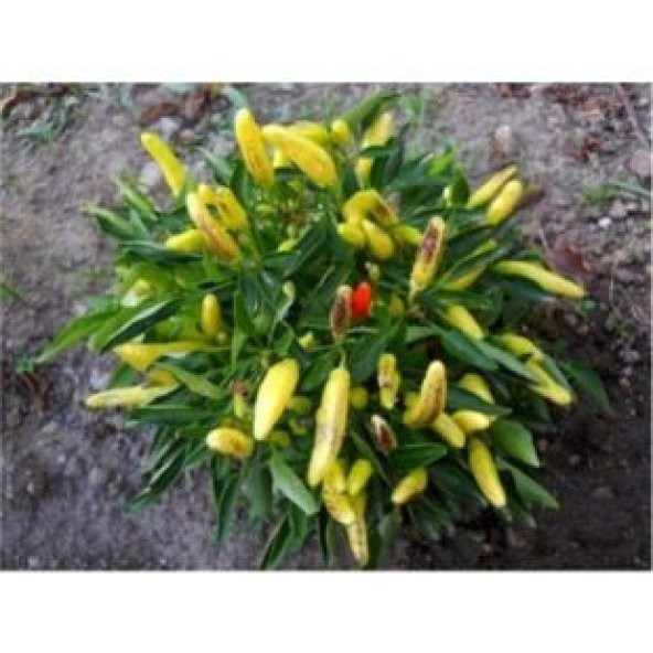 Acı Yayla Biberi Tohumu Ekim Seti - 4