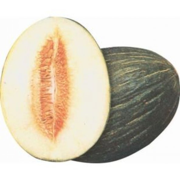 Hasanbey Kışlık Kavun Tohumu Ekim Seti - Resim 2