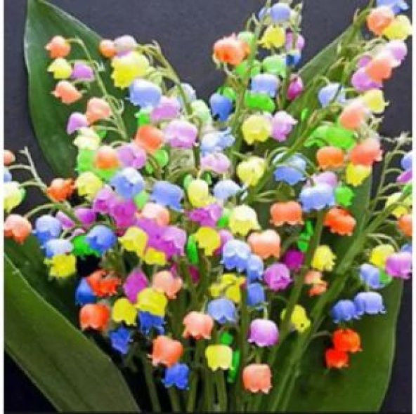 Çok Nadir Çan Orkide Çiçeği Tohumu Ekim Seti - Resim 4