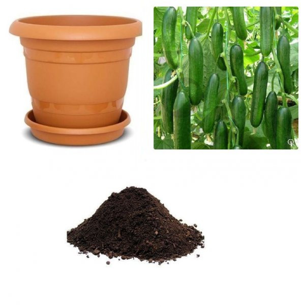 Sırık Salatalık Tohumu Ekim Seti