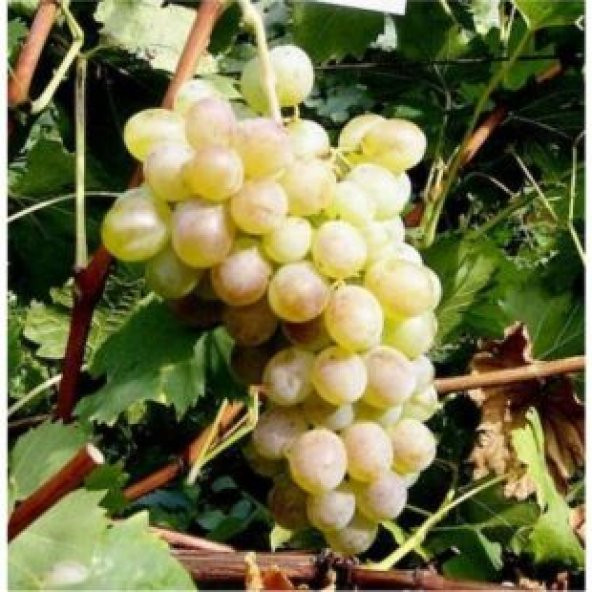 Sarı Golden Üzüm Tohumu Ekim Seti - Resim 3