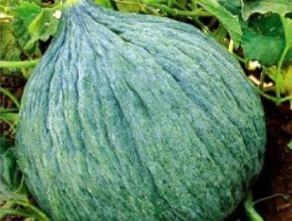 Hasanbey Kışlık Kavun Tohumu Ekim Seti - Resim 3