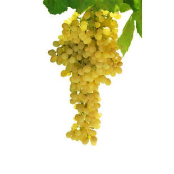 Sarı Golden Üzüm Tohumu Ekim Seti - Resim 4