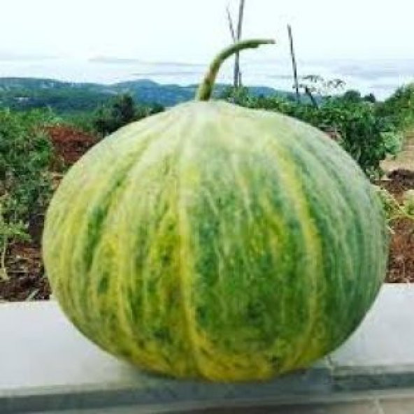 Hasanbey Kışlık Kavun Tohumu Ekim Seti - Resim 4