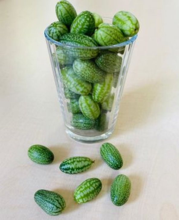 Baby Karpuz Tohumu Ekim Seti - Resim 3